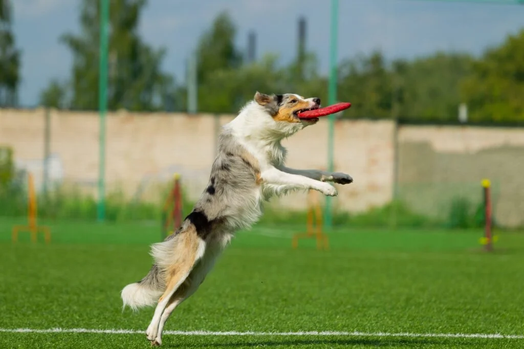 Animol Educ Canin - Education Canine Bergerac border collie breed dog for a walk on a summer sunny day
