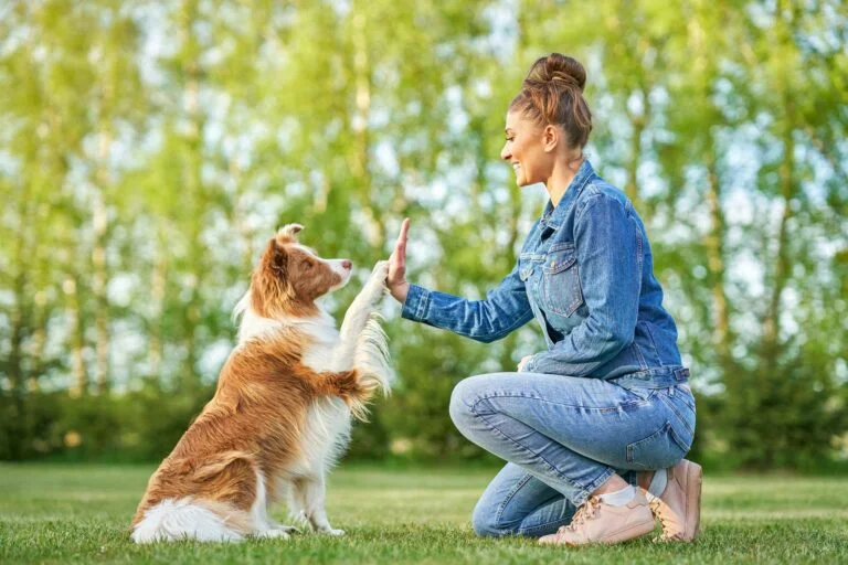 Animol Educ Canin - Education Canine Bergerac chocolate white border collie with woman owner 2 e1657589568639