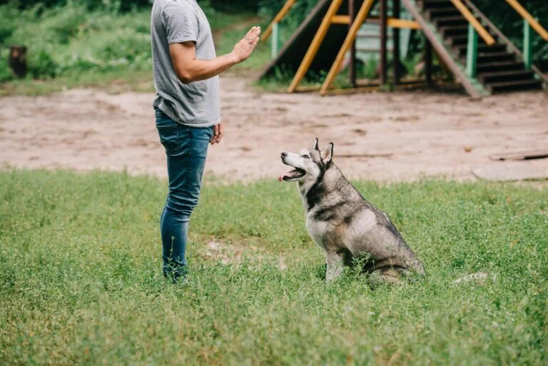 Animol Educ Canin - Education Canine Bergerac cropped view of man training command to sit with husky dog e1657589352716