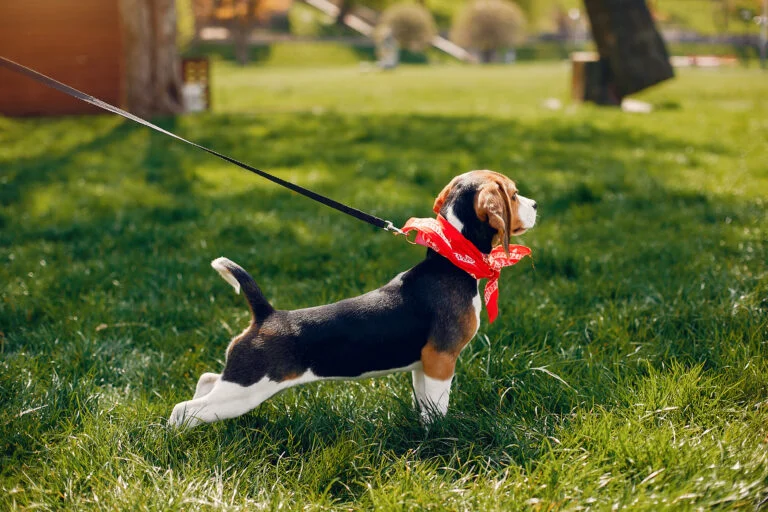 Animol Educ Canin - Education Canine Bergerac cute stylish family spring park